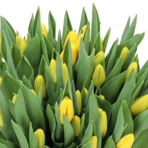 TULIPS DRAGLINE