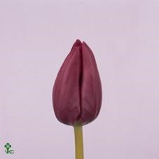 TULIPS HUNTSVILLE