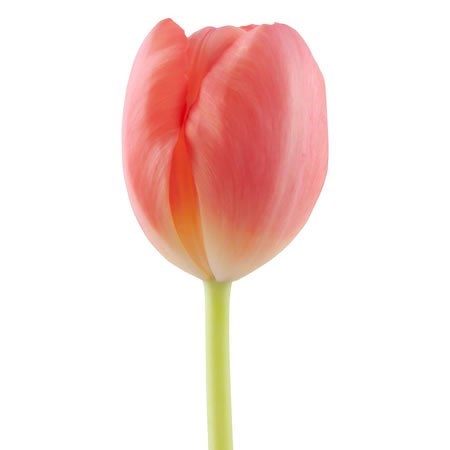 TULIP NINJA
