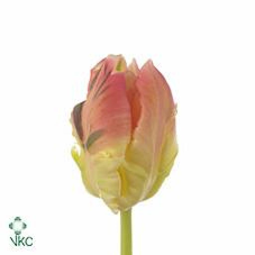 TULIPS LADY (PARROT)