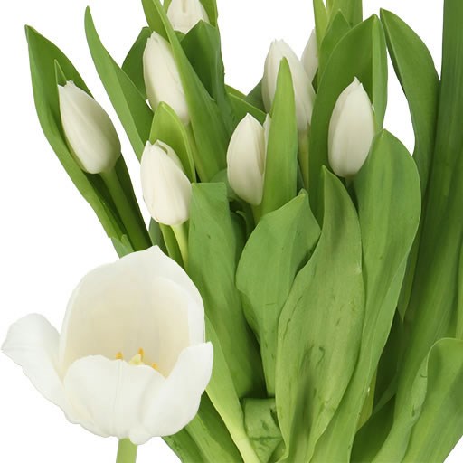 TULIPS ROYAL VIRGIN