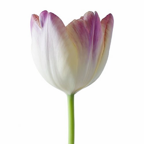 TULIP SUPRI EROTIC