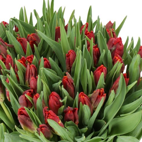 TULIPS ABRACADABRA (PARROT)