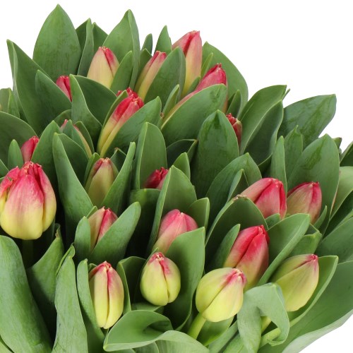 TULIPS ACCENT