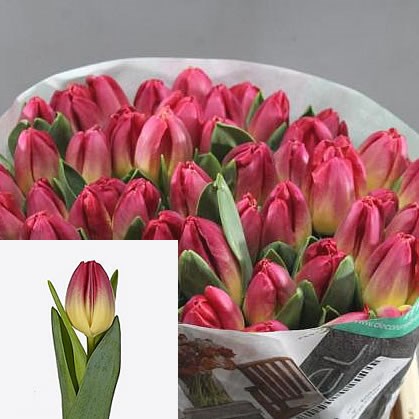 TULIPS ACCENT