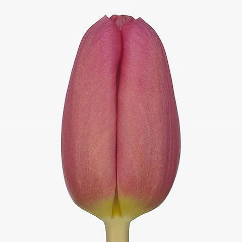 TULIPS ACE PINK