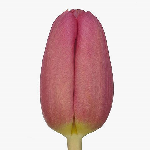 TULIPS ACE PINK