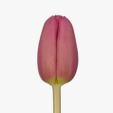 TULIPS ACE PINK