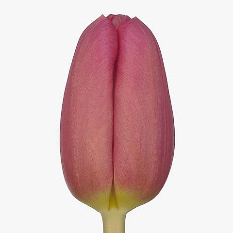 TULIPS ACE PINK