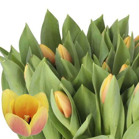 Tulip Rems TULIPS AD REMS BEAUTY 40cm 40gm | Wholesale Dutch Flowers & Florist ...