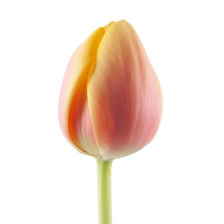 TULIPS AD REMS BEAUTY