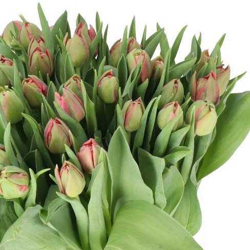 TULIPS ADORE