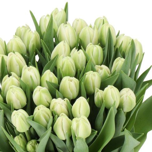 TULIPS ADORE WHITE