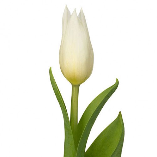 TULIPS AGRASS WHITE