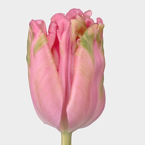 TULIPS AIR (PARROT)