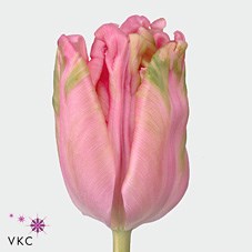 Tulips air (Parrot)