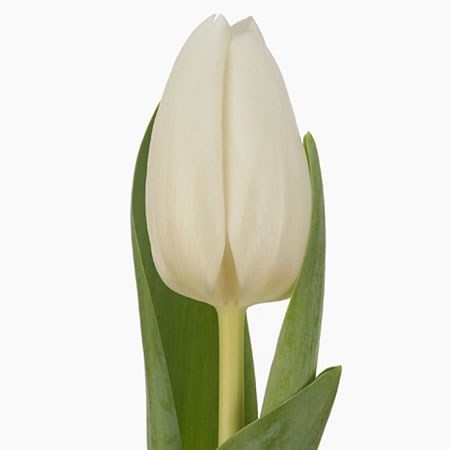 TULIPS ALBATROS