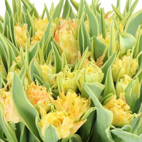 TULIPS AMAZING SPIDER