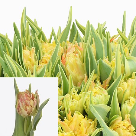 TULIPS AMAZING SPIDER