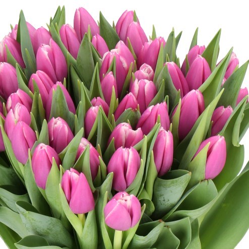 TULIPS ANGELS SHARE