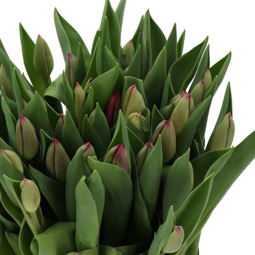 TULIPS ANITA WITZIER
