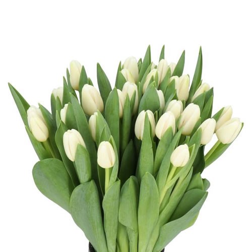 TULIPS ANTARCTICA