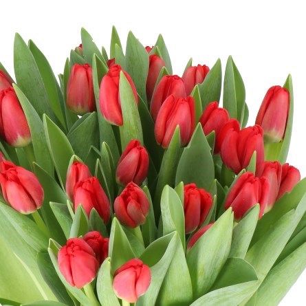 TULIPS ANTARCTICA FIRE