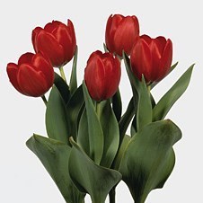 TULIPS APHRODITE
