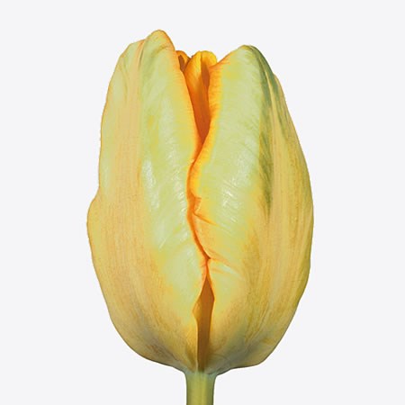 TULIPS APRICOT PARROT