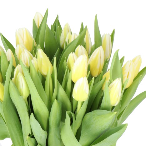 TULIPS ARCTIC FLAME