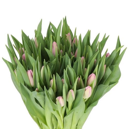 TULIPS ARGOS