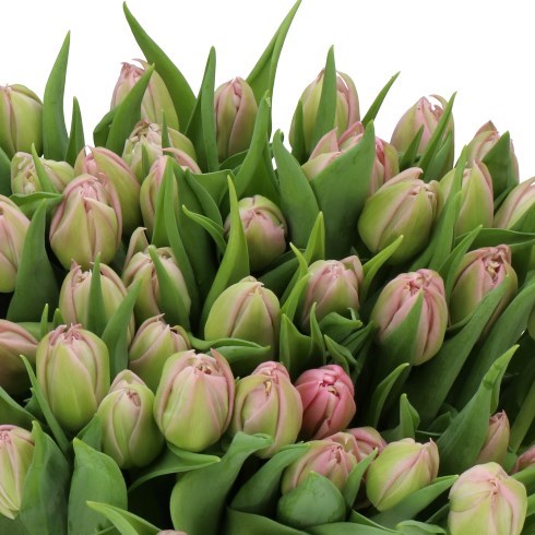 TULIPS ATLANTA