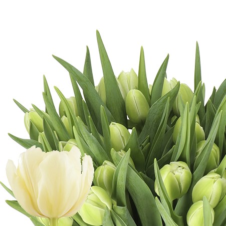 TULIPS AVANT GARDE