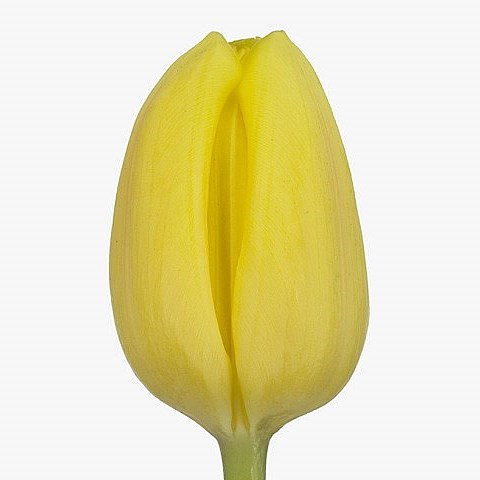 TULIPS AVOCADO