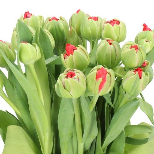 TULIPS BALLGAME