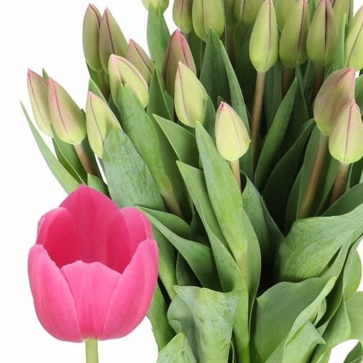 TULIPS BARCELONA