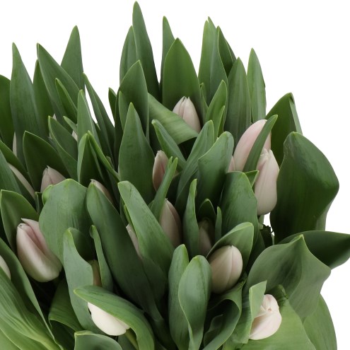 TULIPS BEAUTY CASE