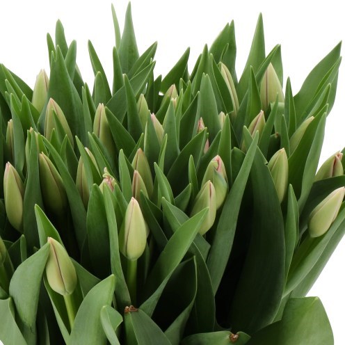TULIPS BELLA BLUSH