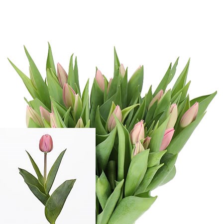 TULIPS BIG LOVE