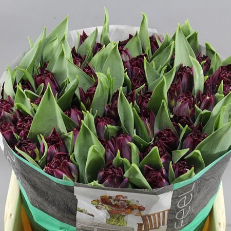 TULIPS BLACK CANYON