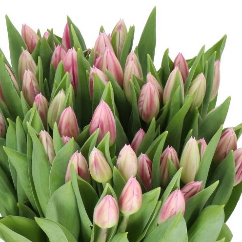 TULIPS BOJANGELS