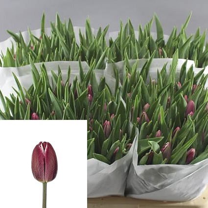 TULIPS BOLROYAL DREAM