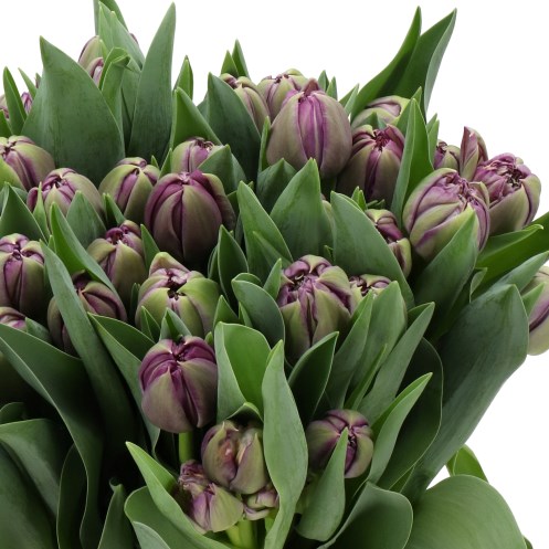 TULIPS BRAGA