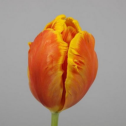 TULIPS BRIGHT PARROT