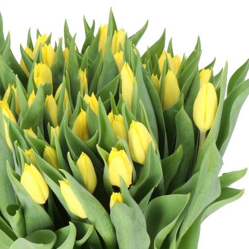 TULIPS BRIGHT SUN