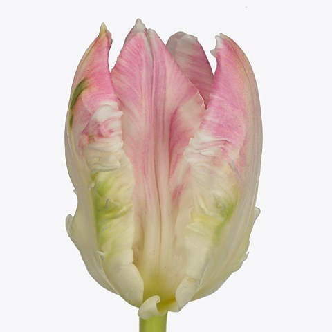 TULIPS CABANNA (PARROT)