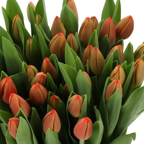 TULIPS CADANS
