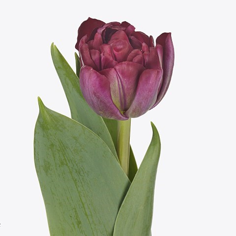 TULIPS CANYON