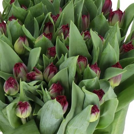 TULIPS CANYON