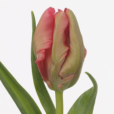 TULIPS CARMINE (PARROT)